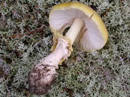 Amanita frostiana. shows an entire mushroom with the basal bulb, median ring and white gills.